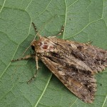 Apamea monoglypha cf - Sivkavec trávový 100111