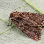 Apamea monoglypha cf - Sivkavec trávový 172848