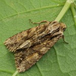 Apamea monoglypha cf - Sivkavec trávový 22-25-39