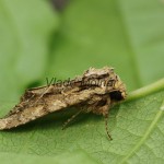 Apamea monoglypha cf - Sivkavec trávový 22-26-59