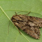 Apamea monoglypha cf - Sivkavec trávový 22-42-18