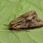 Apamea monoglypha cf - Sivkavec trávový 22-43-01