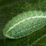 Apoda limacodes - Apódia dubová 21-02-14