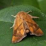 Apoda limacodes - Apódia dubová 21-21-20