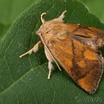 Apoda limacodes - Apódia dubová 21-22-53