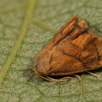 Apoda limacodes - Apódia dubová 22-33-37