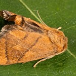 Apoda limacodes - Apódia dubová 23-40-39