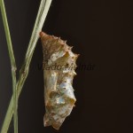 Araschnia levana f. prorosa - Babôčka sieťkovaná 18-36-07