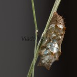 Araschnia levana f. prorosa - Babôčka sieťkovaná 18-37-27