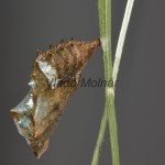 Araschnia levana f. prorosa - Babôčka sieťkovaná 18-38-12