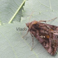 Autographa jota - Mora hluchavková 192810