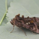 Autographa jota - Mora hluchavková 193516