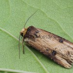 Axylia putris - Sivkavec skorocelový 131654