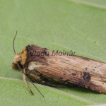 Axylia putris - Sivkavec skorocelový 133247