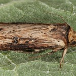 Axylia putris - Sivkavec skorocelový 15-29-38