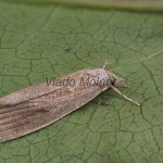 Calamotropha paludella - Trávovec pálkový 124528