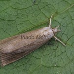 Calamotropha paludella - Trávovec pálkový 125438