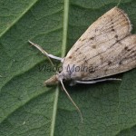 Calamotropha paludella - Trávovec pálkový 144852
