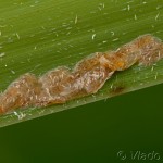 Calamotropha paludella-Trávovec pálkový 21-40-50.jpg