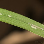 Calamotropha paludella - Trávovec pálkový 21-41-38