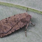 Caradrina clavipalpis - Sivkavec štvorbodý 195554