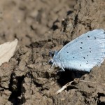Celastrina argiolus - Modráčik krušinový 18-00-44