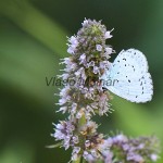 Celastrina argiolus - Modráčik krušinový IMG_3049