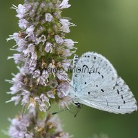 Celastrina argiolus - Modráčik krušinový IMG_3052