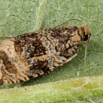 Celypha lacunana - Obaľovač kalužinový 15-30-52