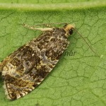 Celypha lacunana - Obaľovač kalužinový 21-53-51