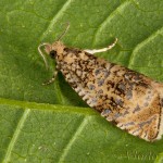 Celypha lacunana - Obaľovač kalužinový 21-55-03