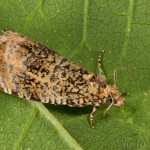 Celypha lacunana - Obaľovač kalužinový 21-56-47