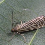 Chrysocrambus craterella - Trávovec mriežkovaný 180534