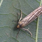 Chrysocrambus craterella - Trávovec mriežkovaný 181022