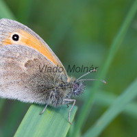 Coenonympha pamphilus - Očkáň pohánkový IMG_2554