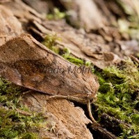 Cosmia affinis - Sivkavec dubový 213558