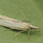 Crambus perlella - Trávovec perleťový 182355