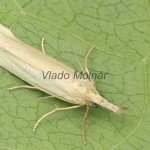 Crambus perlella - Trávovec perleťový 183626