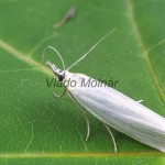 Crambus perlella - Trávovec perleťový 214402