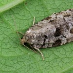 Dichelia histrionana - Obaľovač škvrnitý 081942