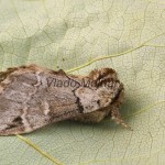 Drymonia obliterata - Chochlatka buková 144138