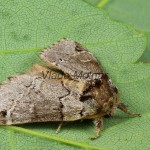 Drymonia obliterata - Chochlatka buková 162802