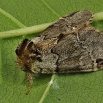 Drymonia obliterata - Chochlatka buková 182310