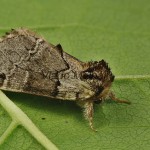 Drymonia obliterata - Chochlatka buková 182622