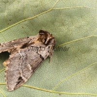 Drymonia obliterata - Chochlatka buková 201009