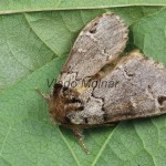 Drymonia obliterata - Chochlatka buková 204651