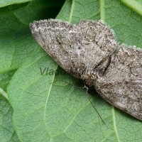 Ectropis crepuscularia cf - Kôrovka orlíčková 184331