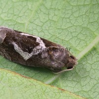 Epiblema foenella - Obaľovač hákoškrnný 094925