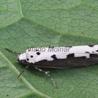 Ethmia bipunctella - Čiernomôľka stepná 125532