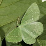 Geometra papilionaria - Piadivka zelená 20-47-49